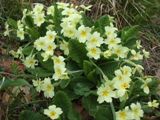 Primrose