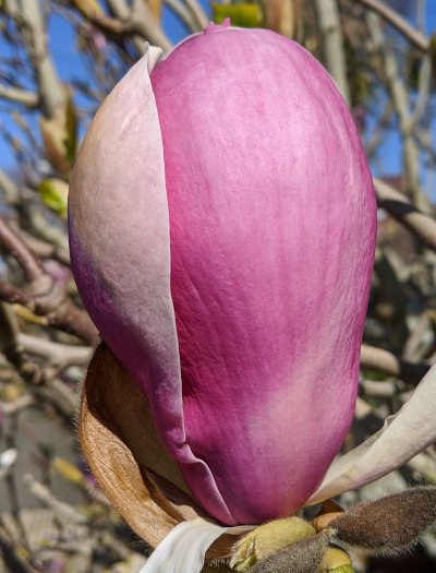 Magnolia